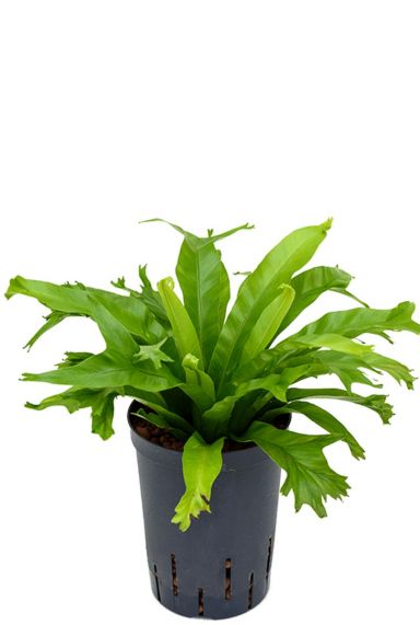 Asplenium amy hydrocultuur plant 1