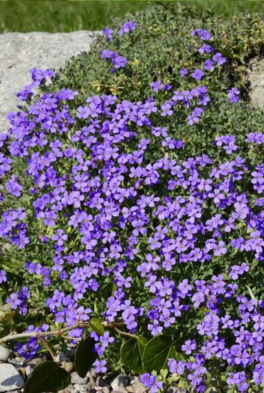 Aubrieta hamburger stadtpark tuinplanten