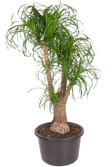 Beaucarnea recurvata pot 44