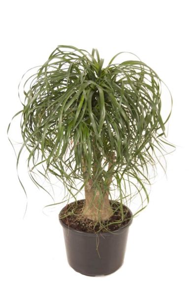 Beaucarnea recurvata kamerplant
