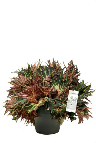 Begonia break dance plant