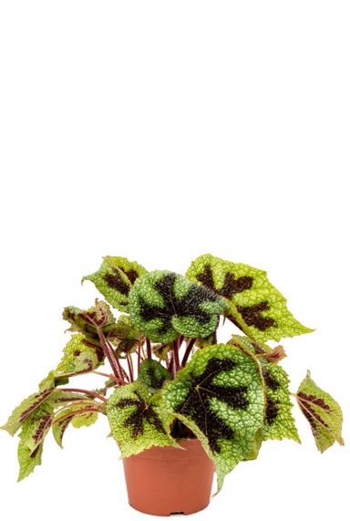 Begonia masoniana kamerplant