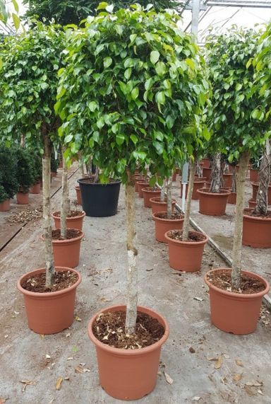 Benjamina exotica rechte stam
