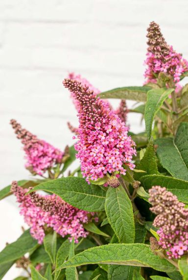 Buddleja butterfly candy little pink tuinplant