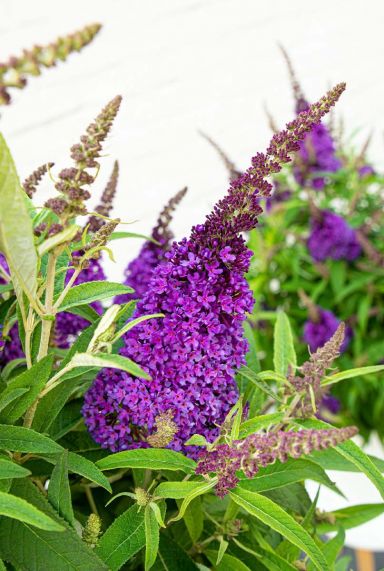 Buddleja butterfly candy little purple tuinplant