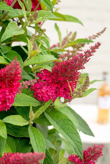 Buddleja butterfly candy little ruby tuinplant