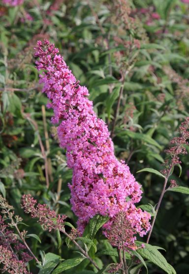 Buddleja davidii pink delight tuinplant