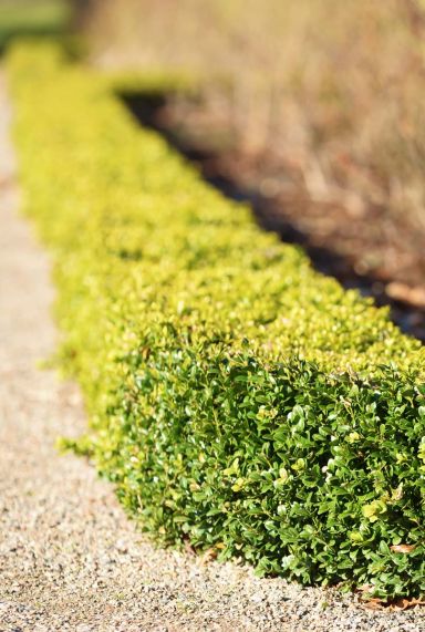 Buxus sempervirens tuinplant 1