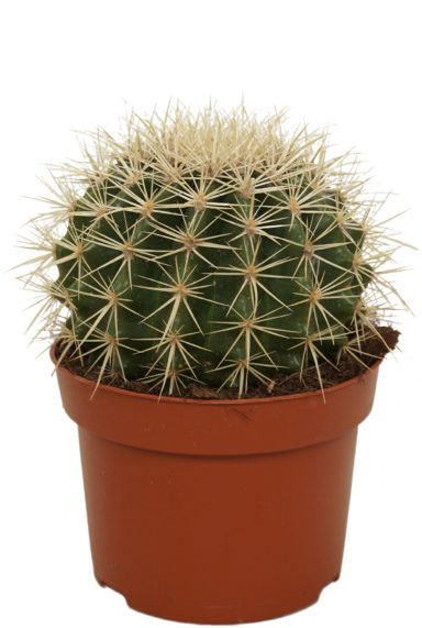 Cactus-echinocatus-grusonii-klein