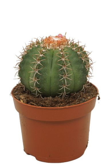 Cactus-melocactus-matanzanus