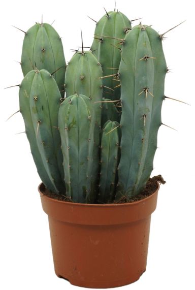 Cactus-myrtillocactus-geometrizans