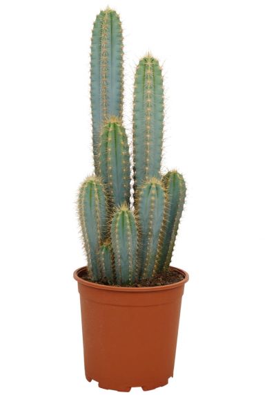 kruis kans vertel het me Cactus kopen? Grote & kleine cactussen - 123planten.nl