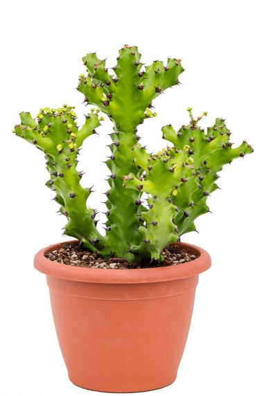 Cactus euphorbia mayuranathanii