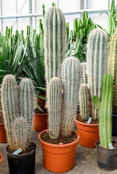Cactus pachycereus pringlei plant