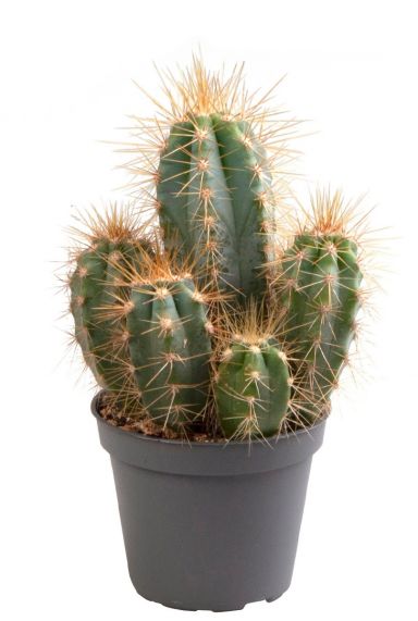 Cactus pilosocereus azureus