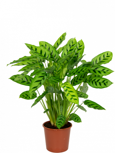 Calatea-leopardina-kamerplant