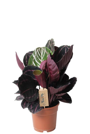 Calathea dottie plant 1