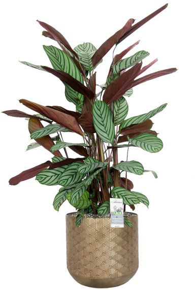 Calathea in bloempot