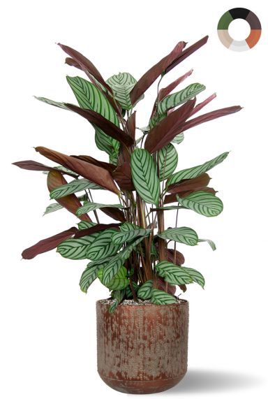 Calathea in bruine plantenbak