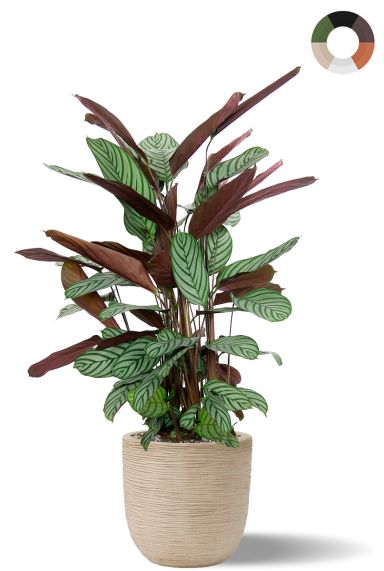 Calathea in capi pot