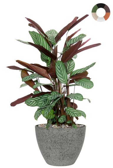 Calathea in luxe pot