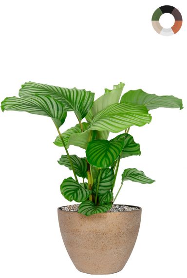 Calathea in plantenbak