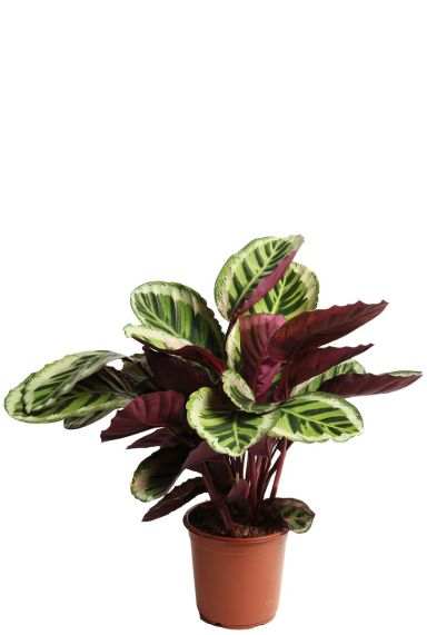 Calathea met grote bladeren