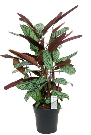 Calathea oppenheimiana kamerplant