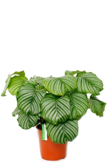 Calathea orbifolia