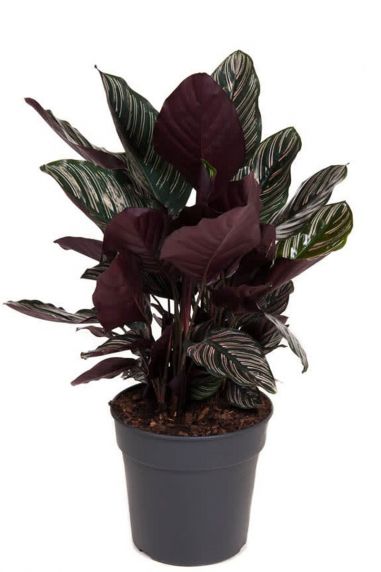 Calathea ornata pauwenplant