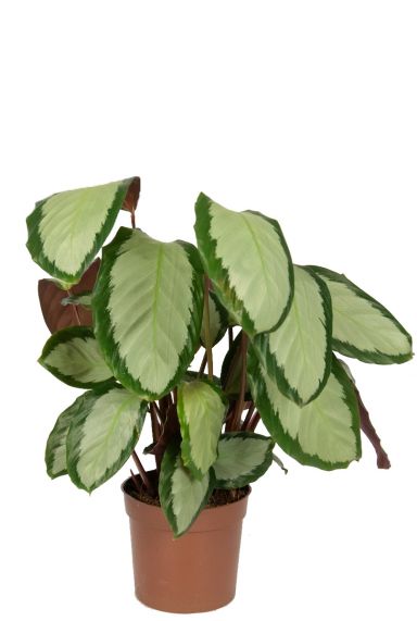 Calathea picturata plant 1