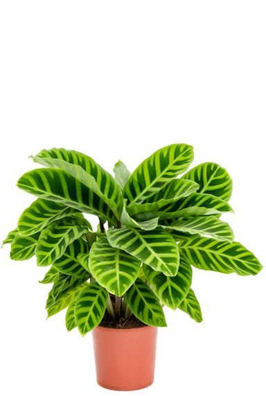 Calathea zebrina 1