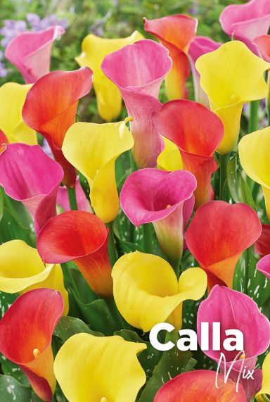 Calla mix bloembollen 1