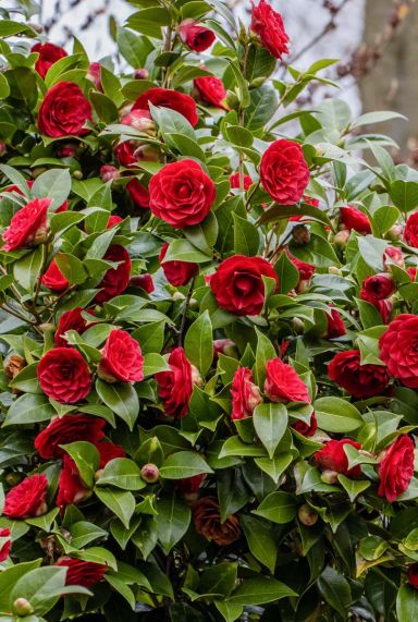 Camellia japonica black lace tuinplant 15 1