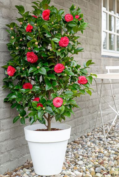 Camellia japonica black lace tuinplant 2