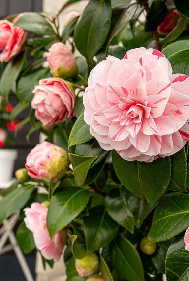 Camellia japonica bonomiana tuinplant 24