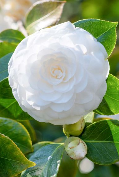 Camellia japonica centifolia alba tuinplant
