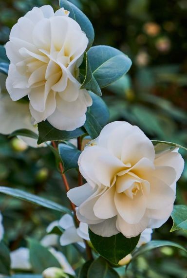 Camellia japonica winter perfume pearl tuinplant