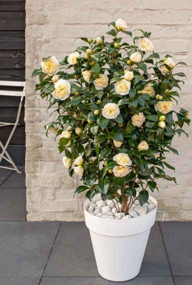 Camellia william bartlett jury s yellow tuinplant