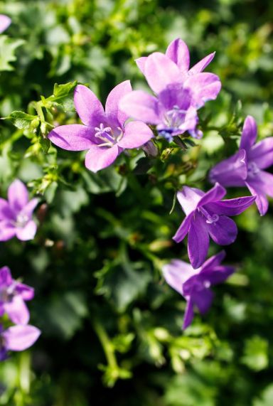 Campanula ambella intense purple p10 tuinplant