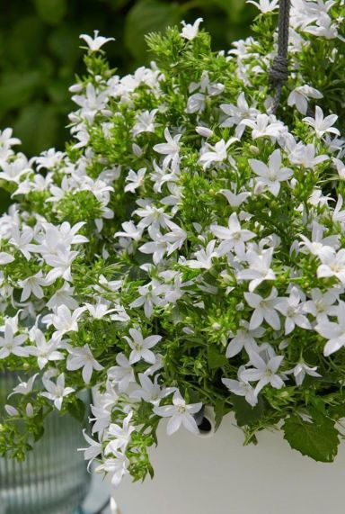 Campanula ambella white p10 tuinplant