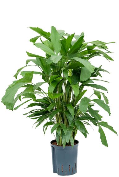 Caryota mitis hydro palm