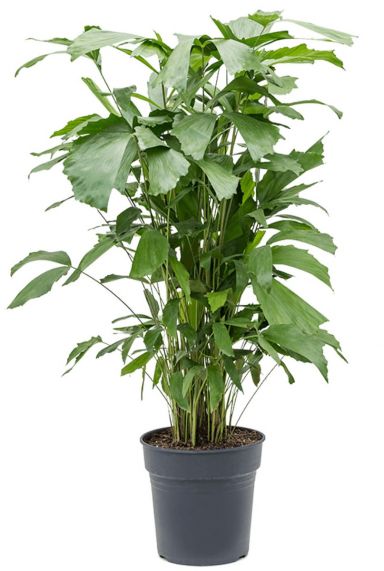 Caryota mitis kamerplant 1