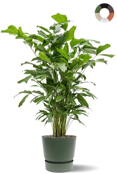 Caryota mitis palm in pot 1