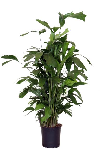 Caryota mitis plant