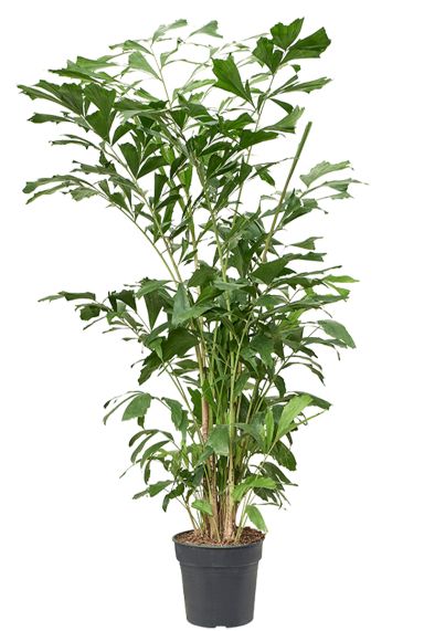 Caryota mitis plant 1 1