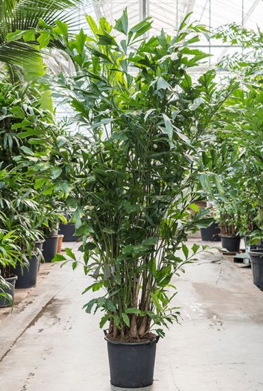 Caryota mitis vissenstaartpalm 2