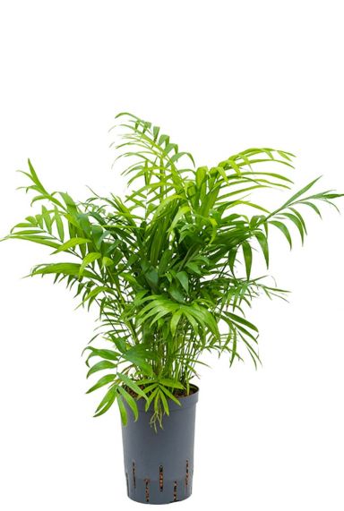 Chamaedorea elegans hydrocultuur