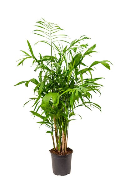 Chamaedorea seifrizii