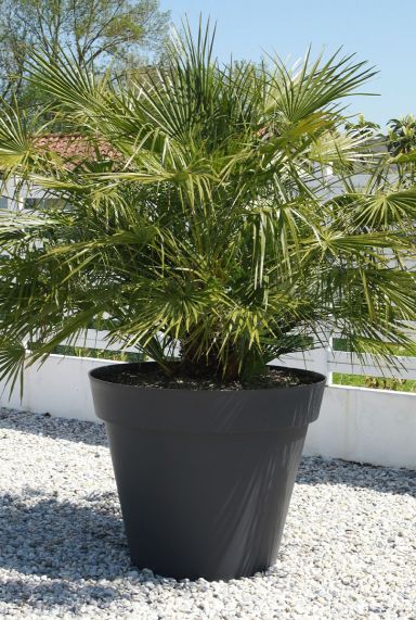 Chamaerops humilis p35 tuinplant